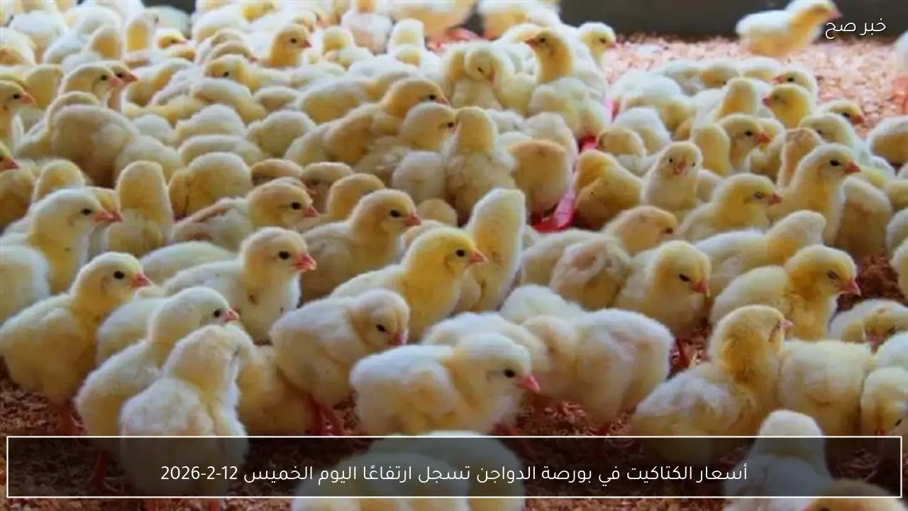 أسعار الكتاكيت في بورصة الدواجن تسجل ارتفاعًا اليوم الخميس 12-2-2026