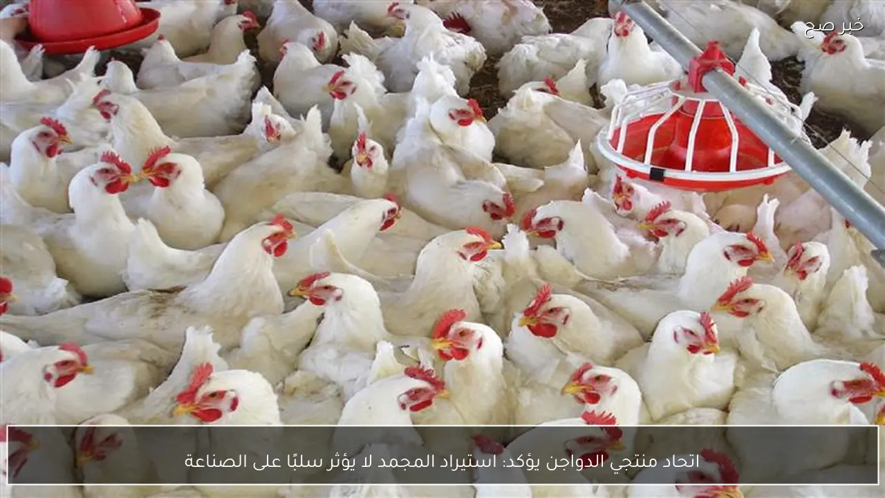 اتحاد منتجي الدواجن يؤكد: استيراد المجمد لا يؤثر سلبًا على الصناعة