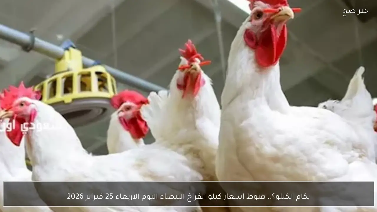 بكام الكيلو؟.. هبوط سعر الفراخ البيضاء اليوم الاربعاء 25 فبراير 2026 بورصة الدواجن