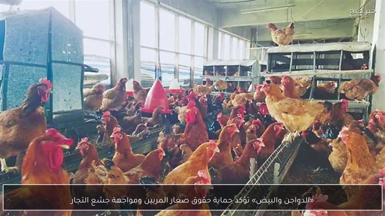 «الدواجن والبيض» تؤكد حماية حقوق صغار المربين ومواجهة جشع التجار