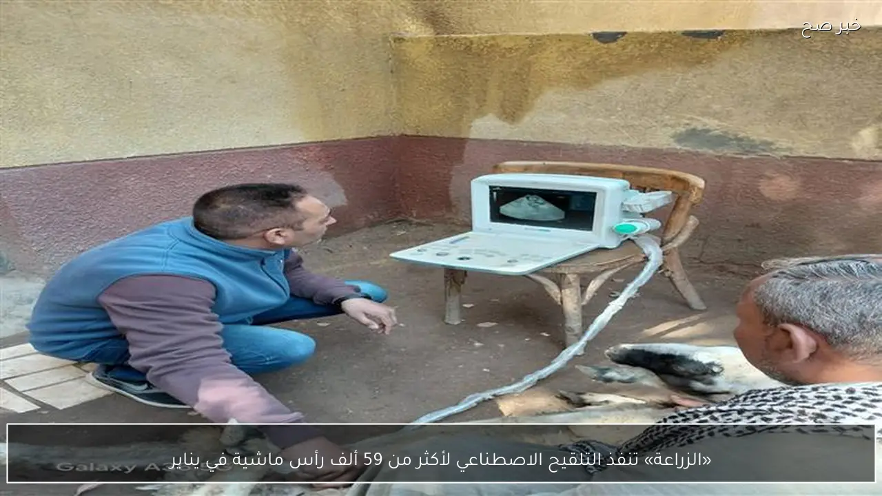 «الزراعة» تنفذ التلقيح الاصطناعي لأكثر من 59 ألف رأس ماشية في يناير