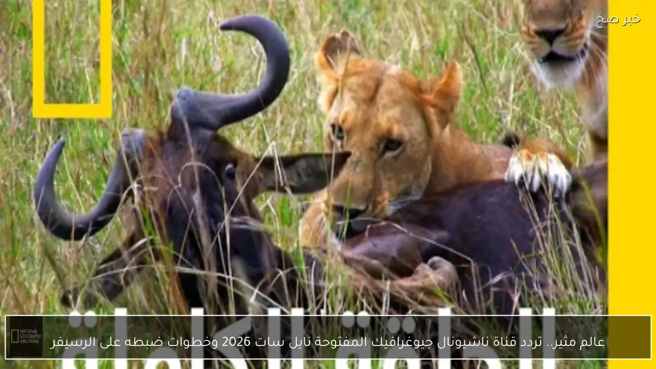 عالم مثير.. تردد قناة ناشيونال جيوغرافيك المفتوحة نايل سات 2026 وخطوات ضبطه على الرسيفر