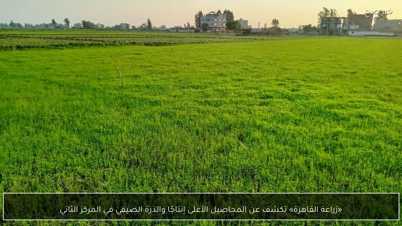 «زراعة القاهرة» تكشف عن المحاصيل الأعلى إنتاجًا والذرة الصيفي في المركز الثاني