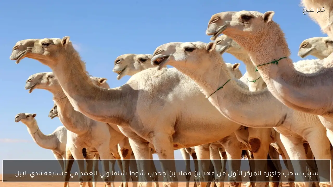 سبب سحب جائزة المركز الأول من فهد بن فهاد بن جخدب شوط شلفا ولي العهد في مسابقة نادي الإبل