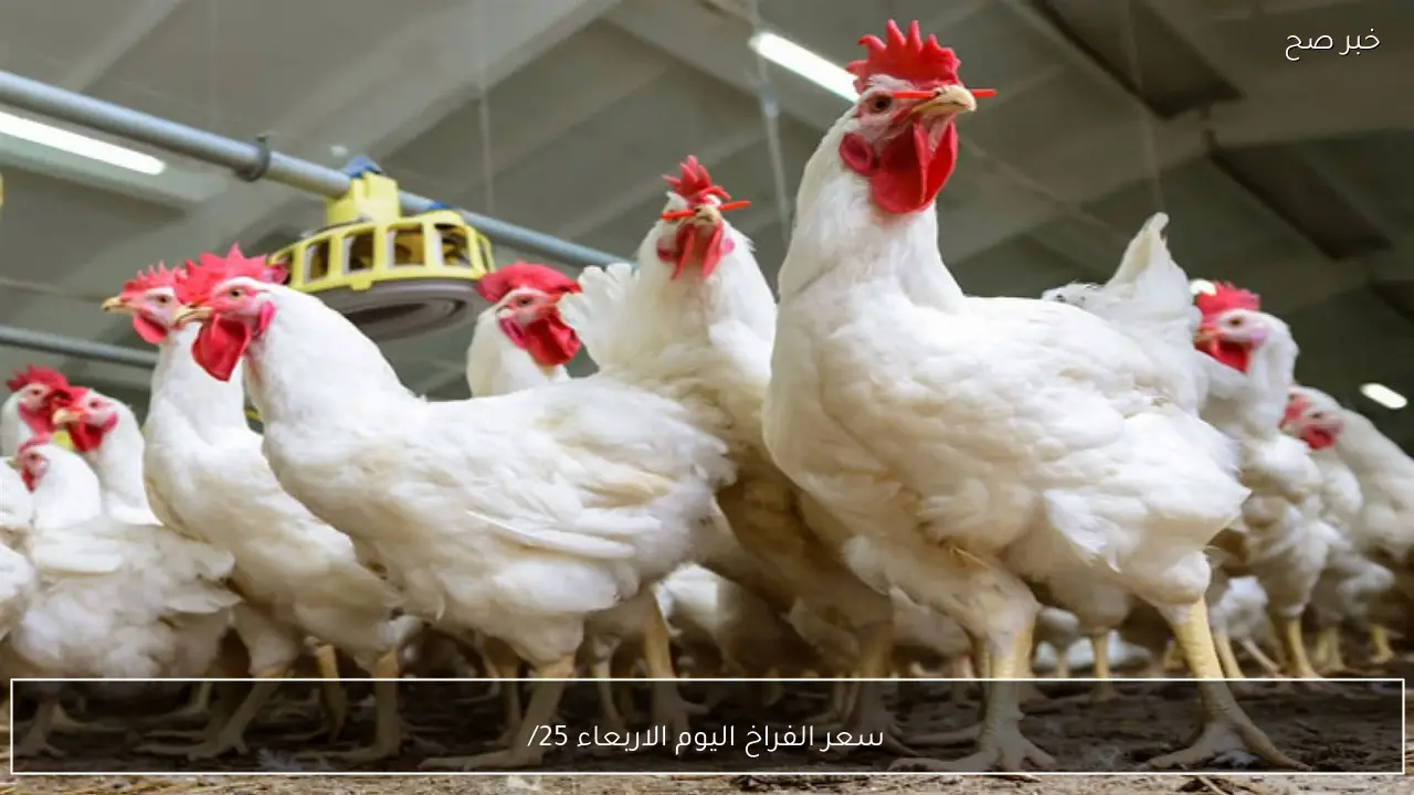 “الفراخ البيضاء بكام؟؟”.. سعر الفراخ اليوم الاربعاء 25/2/2026 وسعر كيلو الفراخ البلدي والبانيه في بورصة الدواجن