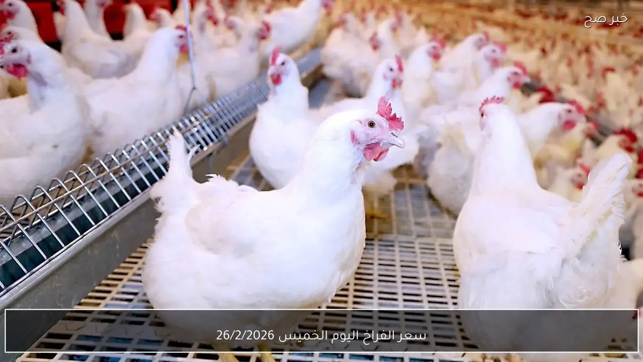 “شوف الكيلو بكام؟؟”.. سعر الفراخ اليوم الخميس 26/2/2026 “البلدي والبيضاء والساسو” في الاسواق اخر تحديث