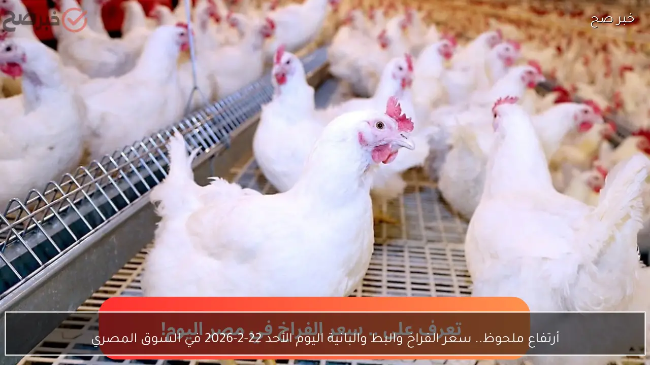 أرتفاع ملحوظ.. سعر الفراخ والبط والبانية اليوم الأحد 22-2-2026 في السوق المصري