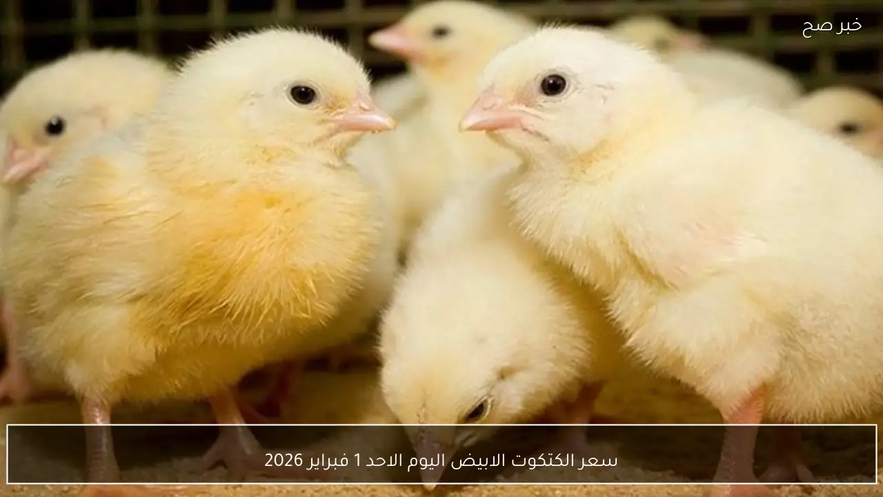 سعر الكتكوت الابيض اليوم الاحد 1 فبراير 2026 واستقرار الأسعار في السوق