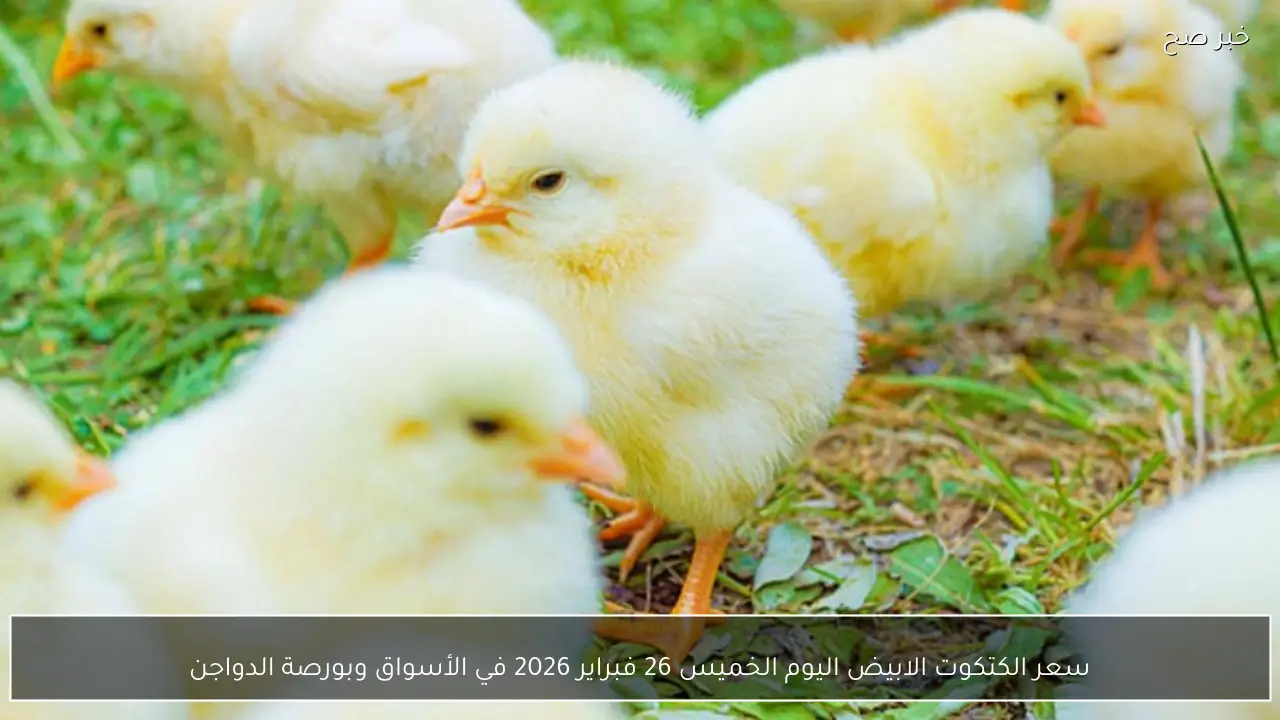 سعر الكتكوت الابيض اليوم الخميس 26 فبراير 2026 في الأسواق وبورصة الدواجن