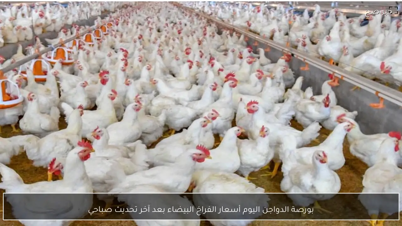 بورصة الدواجن اليوم أسعار الفراخ البيضاء بعد آخر تحديث صباحي