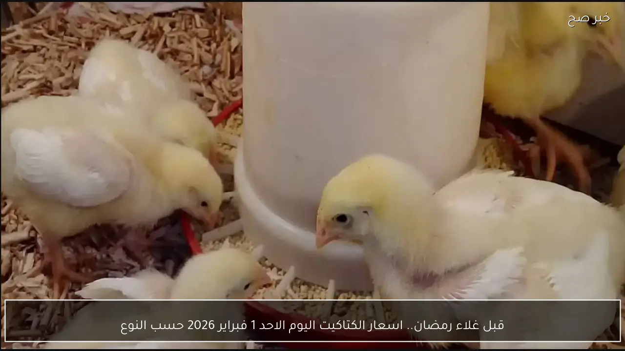 قبل غلاء رمضان.. اسعار الكتاكيت اليوم الاحد 1 فبراير 2026 حسب النوع