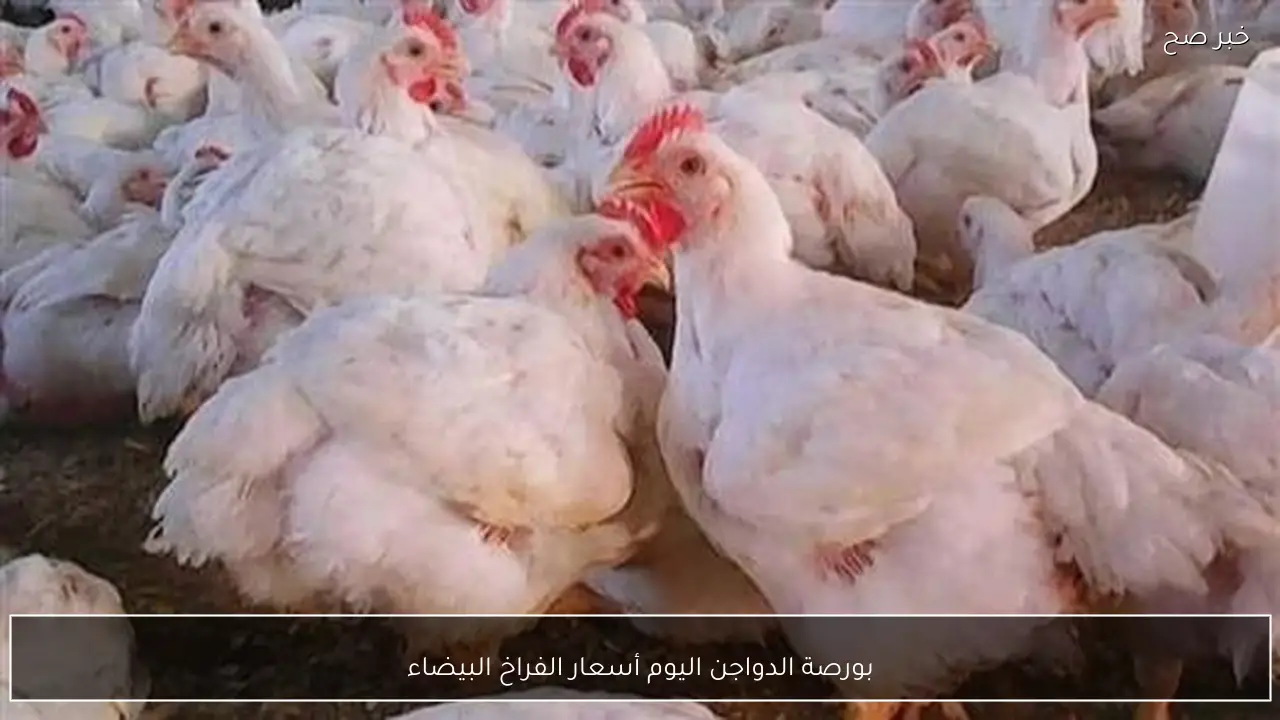 استقرار ام ارتفاع.. بورصة الدواجن اليوم أسعار الفراخ البيضاء الاحد 1 مارس 2026 في مصر