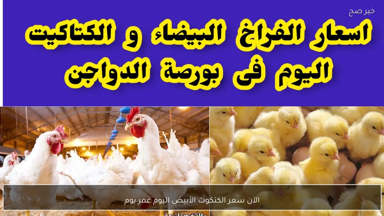 الآن سعر الكتكوت الأبيض اليوم عمر يوم الأثنين 2/ 3/ 2026 بجميع الأسواق المصرية