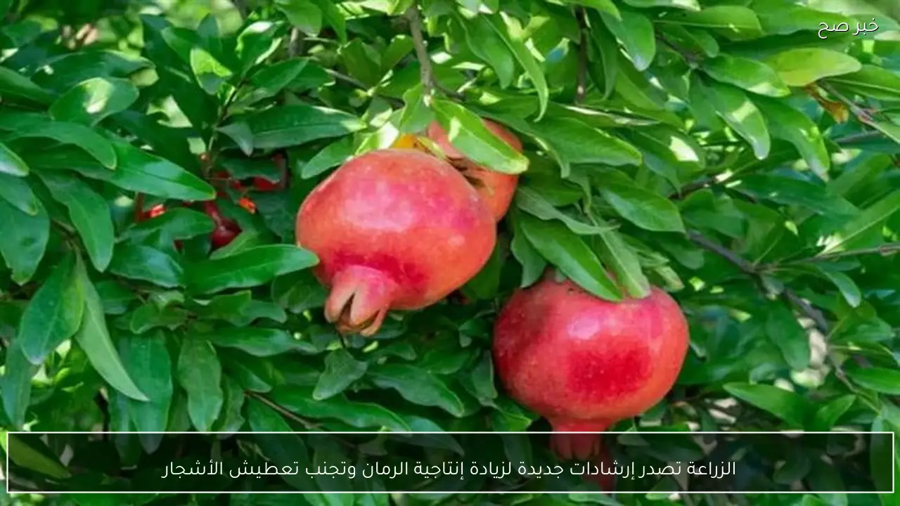 الزراعة تصدر إرشادات جديدة لزيادة إنتاجية الرمان وتجنب تعطيش الأشجار