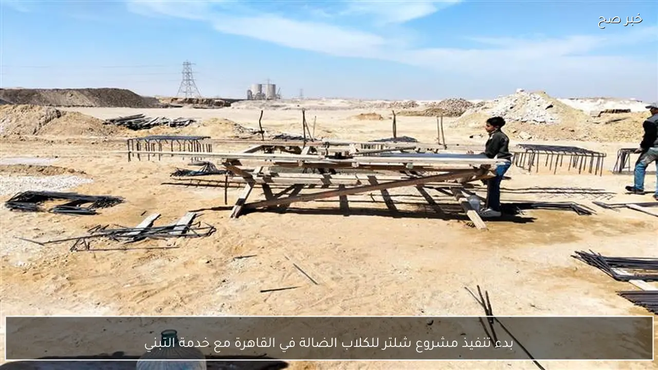 بدء تنفيذ مشروع شلتر للكلاب الضالة في القاهرة مع خدمة التبني